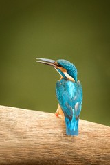 Common kingfisher (Alcedo atthis) sitting on wood trunk near its favorite pond and waiting for fish, beautiful gem in nature, Ranthambore National Park, Rajasthan, India, exotic travel adventure, Asia