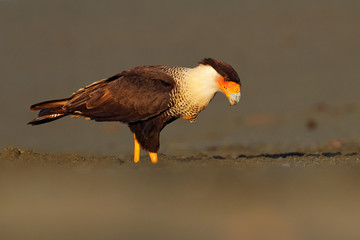 Caracara, sitting on sand beach, Corcovado NP, Costa Rica. Southern Caracara plancus, in morning light. Bird of prey eating turtle egga. Wildlife scene from nature, Central America. Sea beach.