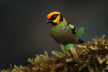 Flame-faced tanager, Tangara parzudakii, sitting on beautiful mossy branch. Bird from Mindo, Ecuador. Birdwatching in South America. Animal in the green forest. - obrazy, fototapety, plakaty