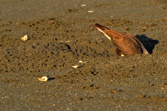 Caracara, sitting on sand beach, Corcovado NP, Costa Rica. Southern Caracara plancus, in morning light. Bird of prey eating turtle egga. Wildlife scene from nature, Central America. Sea beach.