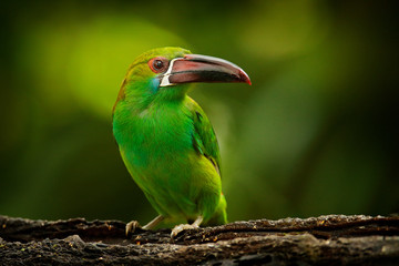 Crimson-rumped Toucanet, Aulacorhynchus haematopygus, green and red small toucan bird in the nature habitat. Exotic animal in tropical forest, green mountain vegetation, Ecuador.
