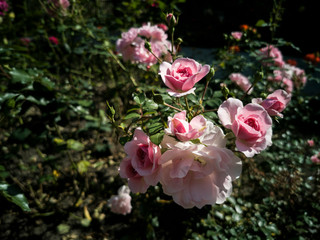 Obraz na płótnie Canvas pink roses fullsun in the garden