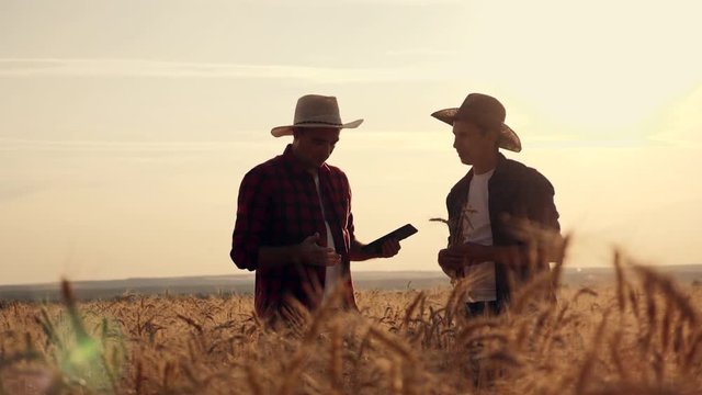 eam work. Two farmers stand at sunset in a wheat field, and discuss the new crop.. Farmers use new technologies in agriculture. Growing organic products.