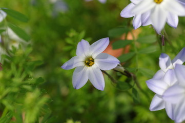 Naklejka premium ハナニラの花