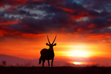 Oryx with orange sand dune evening sunset. Gemsbock large antelope in nature habitat, Sossusvlei,...