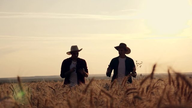 eam work. Two farmers stand at sunset in a wheat field, and discuss the new crop.. Farmers use new technologies in agriculture. Growing organic products.