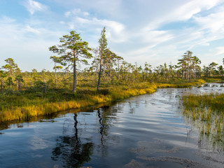 beautiful landscape with small bog lakes, wonderful glittering, white clouds, Nigula bog, Estonia