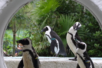 Obraz premium ペンギン