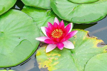 A red water lily blooming on the water