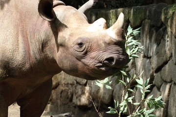 Fototapeta premium サイ