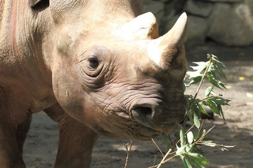 Naklejka premium サイ