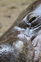 コビトカバの眼