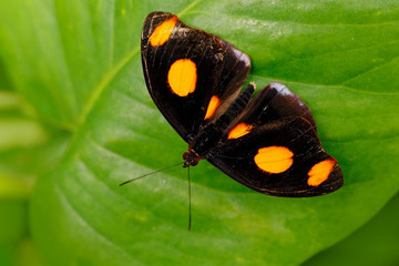 Beautiful butterfly from Costa Rica sitting on the green leaves. Undetermine black butterfly with orange spots on the wings. - obrazy, fototapety, plakaty