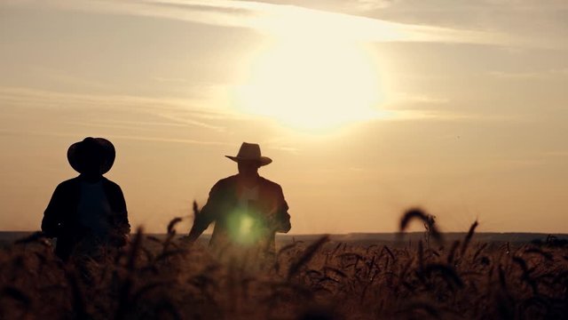 eam work. Two farmers stand at sunset in a wheat field, and discuss the new crop.. Farmers use new technologies in agriculture. Growing organic products.