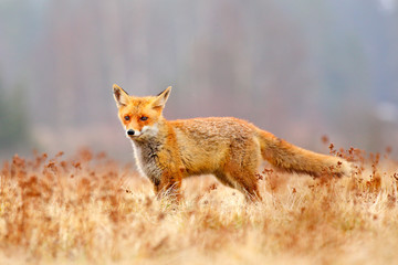 Red Fox hunting, Vulpes vulpes, wildlife scene from Europe. Orange fur coat animal in the nature habitat. Fox on the green forest meadow.