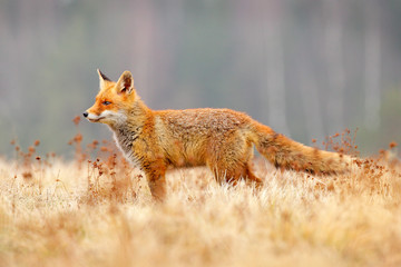 Red Fox hunting, Vulpes vulpes, wildlife scene from Europe. Orange fur coat animal in the nature habitat. Fox on the green forest meadow.