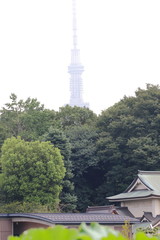 Obraz premium 不忍池から東京スカイツリー