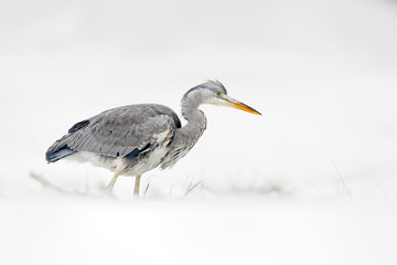 Grey Heron in white snow, wind during cold winter. Wildlife scene from Poland nature. Snow storm with bird. Heron with snow in the nature habitat.