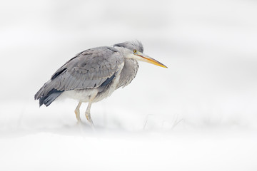 Grey Heron in white snow, wind during cold winter. Wildlife scene from Poland nature. Snow storm with bird. Heron with snow in the nature habitat.