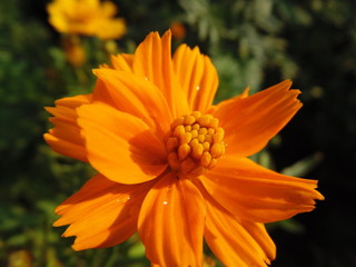 Indian Garden Flowers and Buds