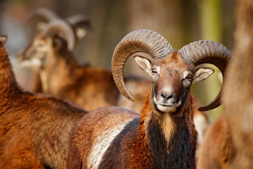 Mouflon, Ovis orientalis, portrait of mammal with big horns, Prague, Czech Republic. Wildlife scene...