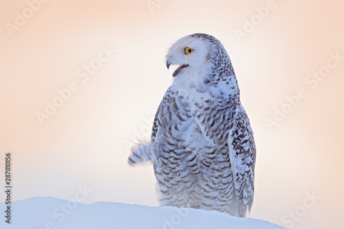 Snowy Owl Sitting On The Snow In The Habitat Cold Winter