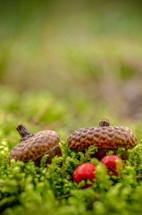 Owoc dębu leżący na ściółce leśnej.  © Aneta