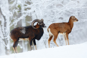 Obraz premium Mouflon, Ovis orientalis, horned animal in snow nature habitat. Close-up portrait of mammal with big horn, Czech Republic. Cold snowy tree vegetation, white nature. Snowy winter in forest.