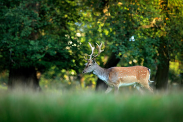 Majestic powerful adult Fallow Deer, Dama dama, on the gree grassy meadow with forest, Czech Republic, Europe. Wildlife scene from nature, Europe. tseason in the habitat, animal behaviour.