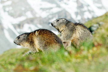 Cute fat animal Marmot, sitting in the grass with nature rock mountain habitat, Alp, Italy. Wildlife scene from wild nature. Funny image, detail of Marmot.