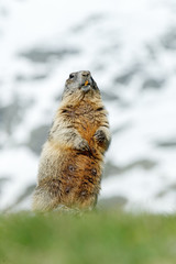 Cute fat animal Marmot, sitting in the grass with nature rock mountain habitat, Alp, Italy. Wildlife scene from wild nature. Funny image, detail of Marmot.