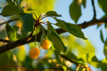 Ripe yellow cherries on a branch in the garden