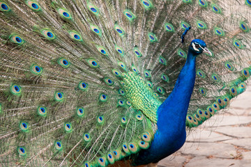 Naklejka premium peacock