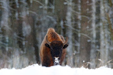 European bison in the winter forest, cold scene with big brown animal in the nature habitat, snow on the trees, Poland. Wildlife scene from nature. Big brown bizon cold witer with snow. © ondrejprosicky