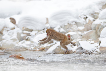 Monkey Japanese macaque, Macaca fuscata, jumping across the river, Japan. Snowy winter in Asia. Funny nature scene with monkey. Animal behaviour in cold winter.