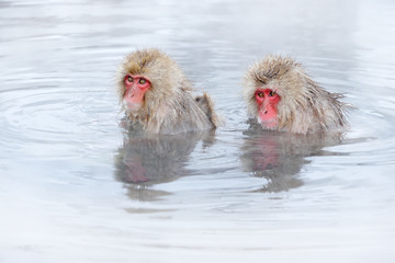 Family in the spa water Monkey Japanese macaque, Macaca fuscata, red face portrait in the cold water with fog, animal in the nature habitat, Hokkaido, Japan. Wide angle lens photo with nature habitat.