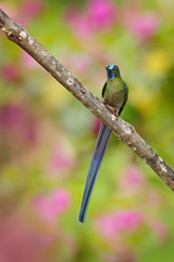Humminbird frm Colombia  in the bloom flower, Colombia, wildlife from tropic jungle. Wildlife scene from nature. Hummingbird with pink flower, in flight.