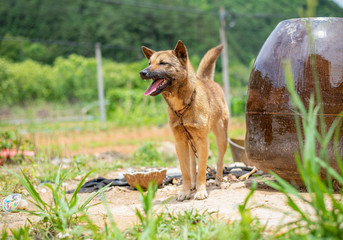 Fototapeta na wymiar The Earth Dog in rural China - Chinese pastoral dog