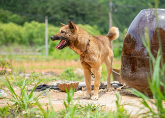 The Earth Dog in rural China - Chinese pastoral dog