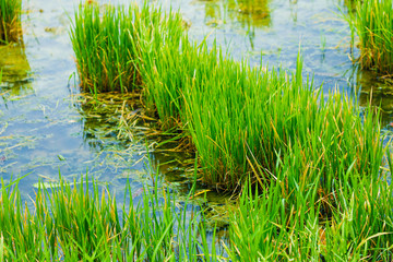 Rice field on landscape background in India 