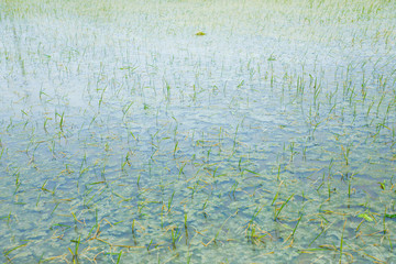Rice field on landscape background in India 