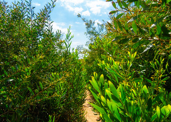 sentiero in mezzo la natura bella