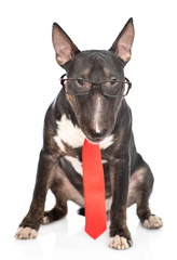 Miniature bull terrier dog wearing glasses and a red tie. isolated on white background