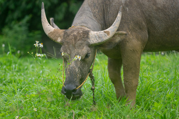 Close-up of a water buffalo eating grass