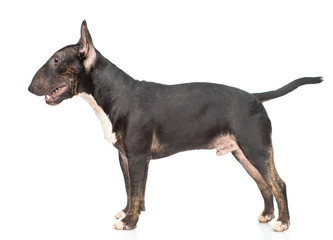 Miniature bull terrier dog standing in profile. isolated on white background