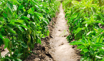 Agriculture land and farming. Plantation of young pepper on a farm on a sunny day. Growing organic vegetables. Eco-friendly products. Agro business. Ukraine, Kherson region.