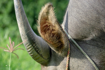 Detail photo of an ear of a water buffalo