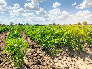 Fototapeta na wymiar Agriculture land and farming. Plantation of young pepper on a farm on a sunny day. Growing organic vegetables. Eco-friendly products. Agro business. Ukraine, Kherson region.