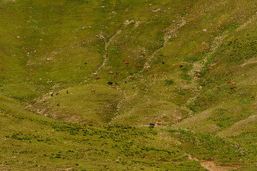 Background of the spring green grass hill on which horses and cows graze