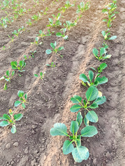 Bushes of young cabbage on a farm on a sunny day. Agriculture land and farming. Growing organic vegetables. Eco-friendly products. Agro business. Ukraine, Kherson region.